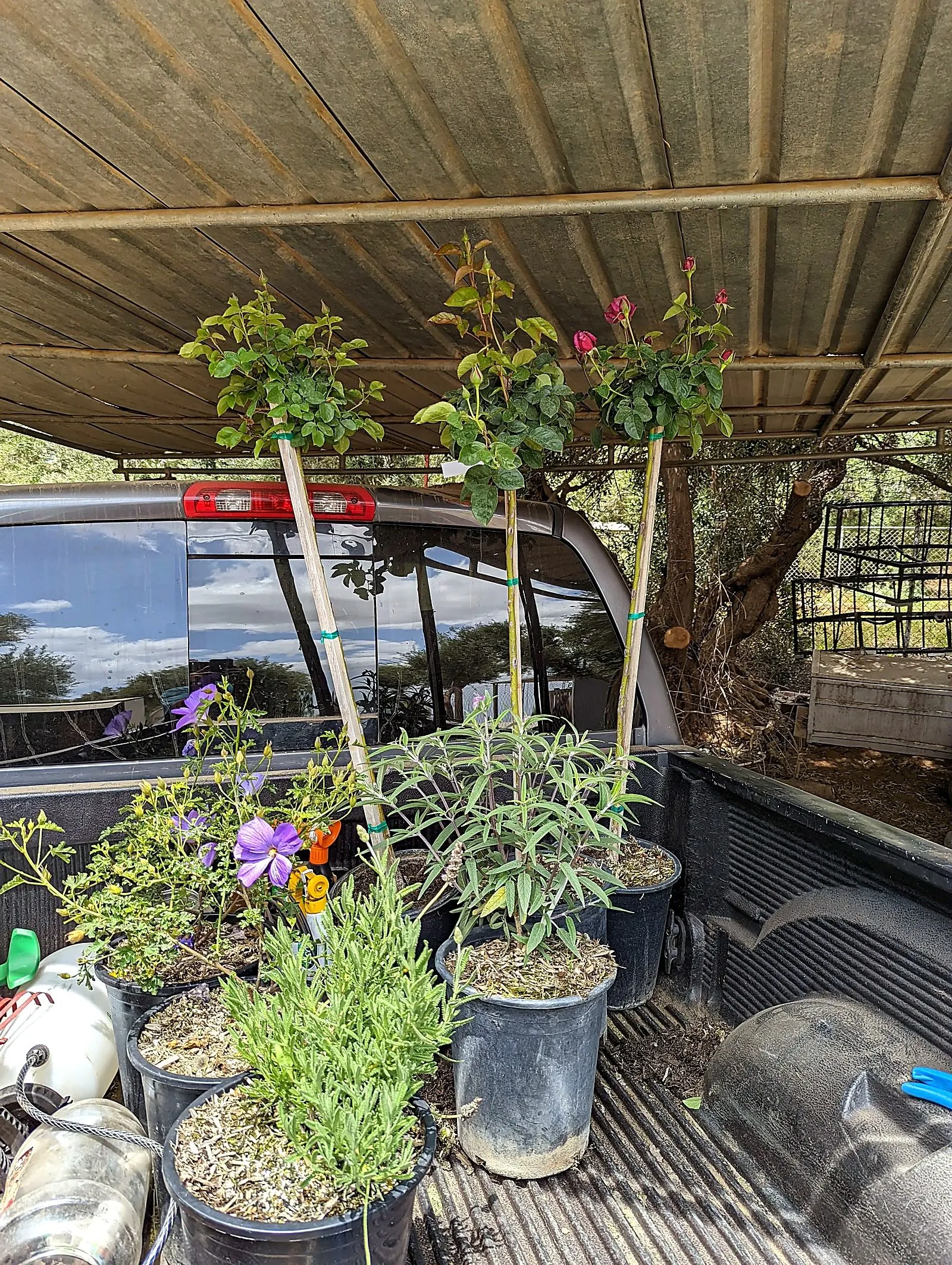 Work truck bed loaded with potted nursery plants and flowering shrubs ready for installation