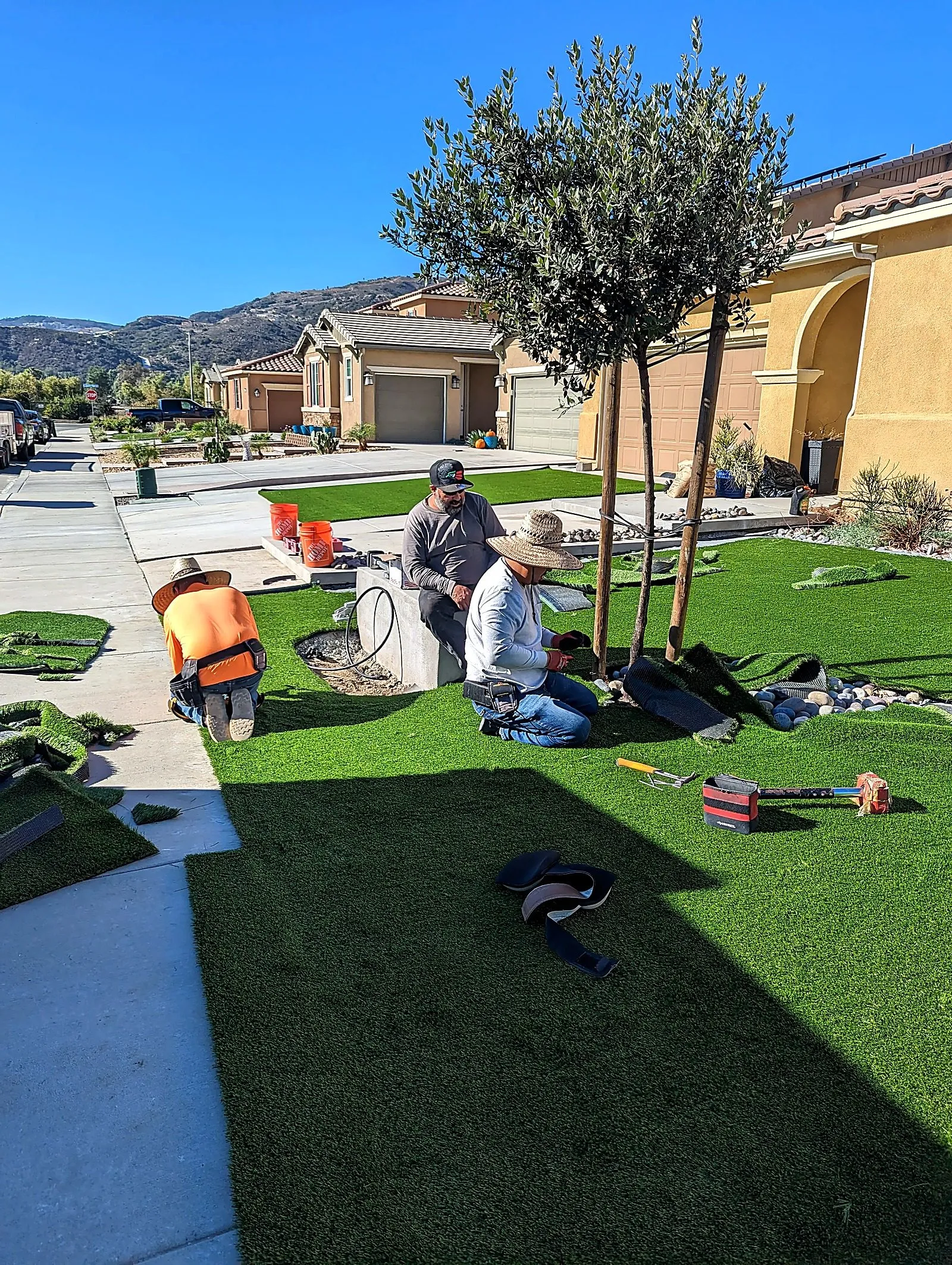 Landscaping crew installing fresh sod and planting new trees across a bright green lawn