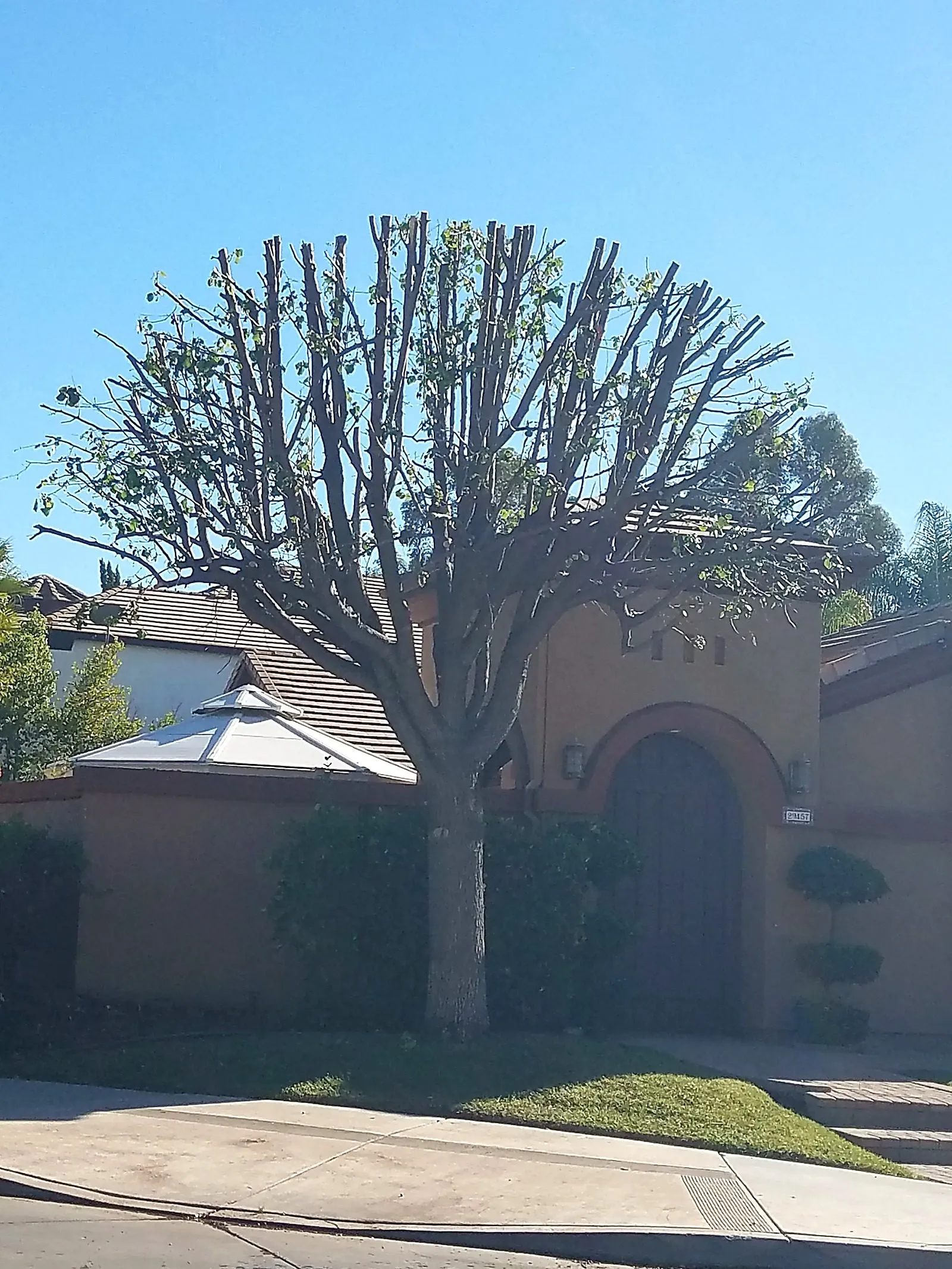 Mature shade tree pruned back to clean structural branches above a home's front entry